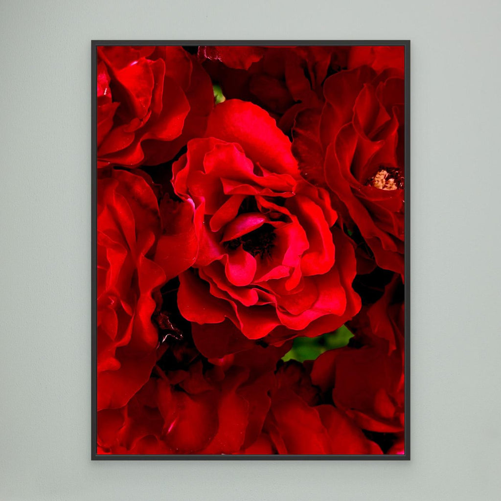 Roses are red Canvas 